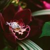 diamond ring in a rose